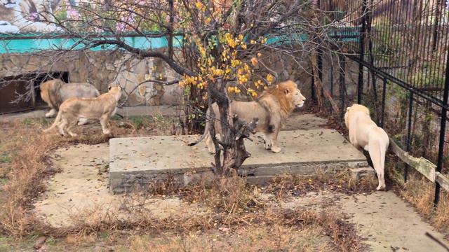 Телохранитель королевы скалит зубы. Тайган смотреть онлайн