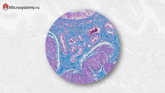 Камера Olympus DP23, DP28 для естественных наук смотреть онлайн