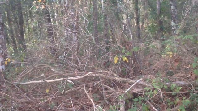 setter arrêt bécasse au sol смотреть онлайн