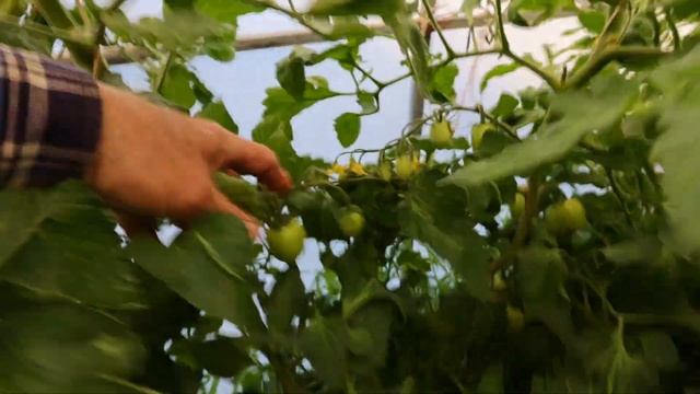 20 мая в моей теплице первые огурцы и 5 кистей томатов смотреть онлайн