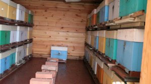 где и  как зимуют пчелы.