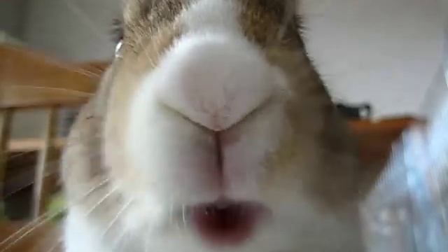 Японский кролик. смотреть онлайн