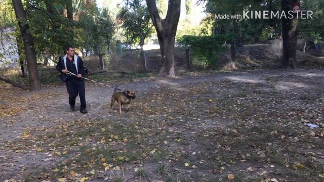 Собаки ШОС Арес!)) смотреть онлайн