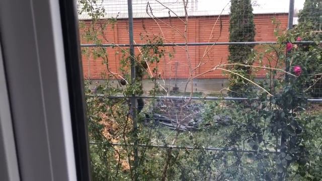 Французский бульдог Марсик не клюёт на искусственную колбасу смотреть онлайн