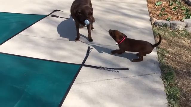 Java and Ruby Tug of War смотреть онлайн