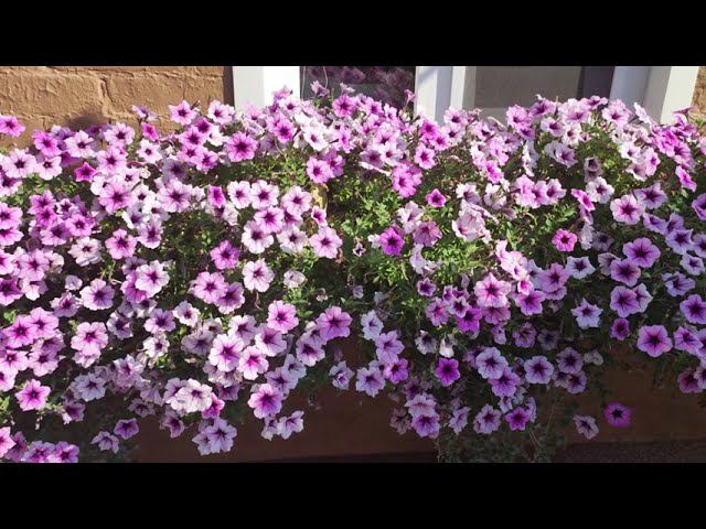 Посадите эту петунию. Не пожалеете. Не требует стрижки весь сезон. Пышные кусты и обильное цветение. смотреть онлайн
