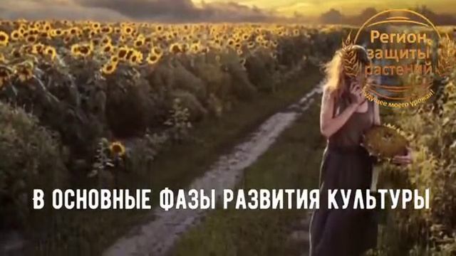 ?? Семена подсолнечника ? Гибриды подсолнечника ? АгроСопровождение смотреть онлайн