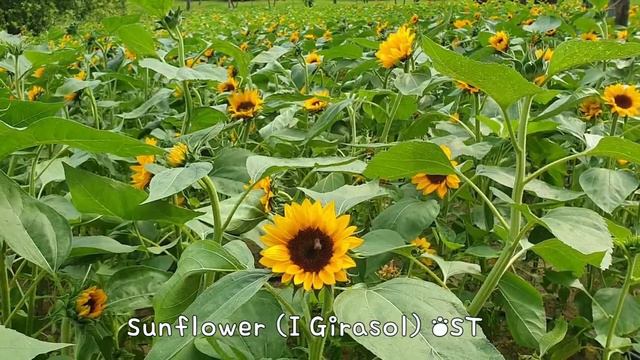 Sunflower/해바라기/영화OST/소피아로렌
