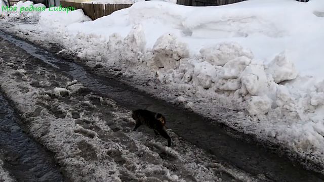 Весна наступила! У гусей любовь - морковь! А кот побежал к подружкам босиком, даже сапоги не надел! смотреть онлайн