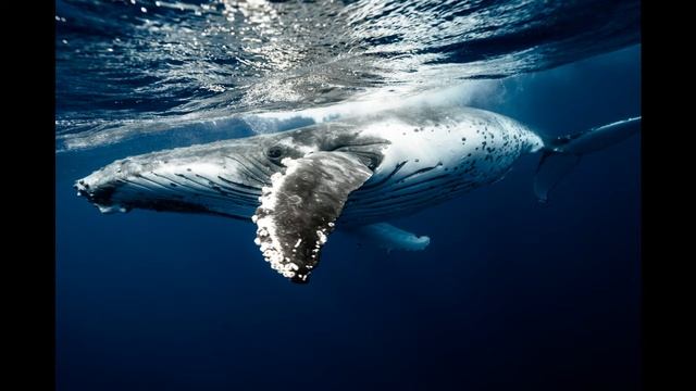 1 HOUR Relaxing Whale Sounds For Concentration, Meditation And Sleeping