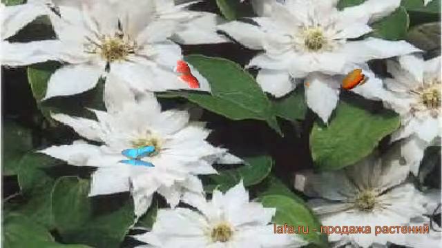 Клематис крупноцветковый Мать Сиедлиска 🌿 обзор: как сажать, саженцы клематиса Мать Сиедлиска смотреть онлайн