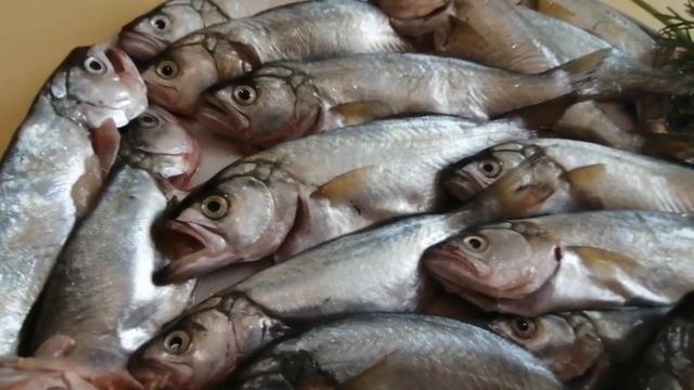 Пушистые Друзья