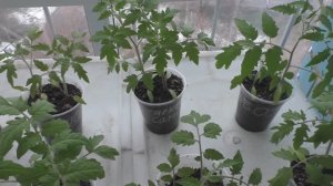 Как вырастить хорошую рассаду помидоров