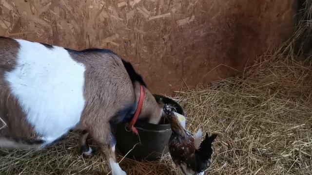 Козлик на мясо. Вес. Пришла зима. смотреть онлайн