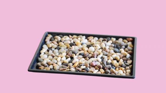 Scindapsus Treubii Moonlight COMPLETE CARE | MOODY BLOOMS