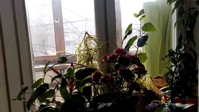 Елена Мисевич. Небесный калькулятор смотреть онлайн