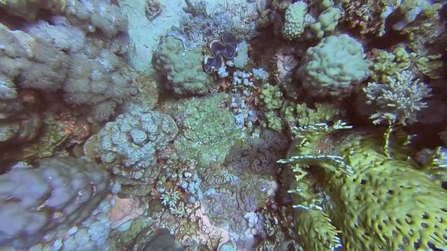 Riesenmuschen und Netz-Feuerkoralle am Panorama-Reef, Soma Bay