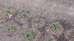 Уход за клубникой весной