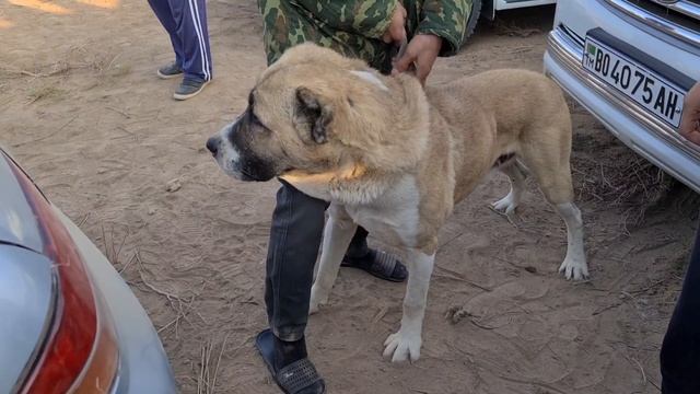 Теджен район Ждан таких больше нигде нет - Туркменский Алабай! смотреть онлайн