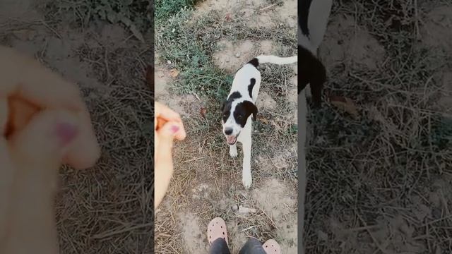 как научить собаку команде голос!