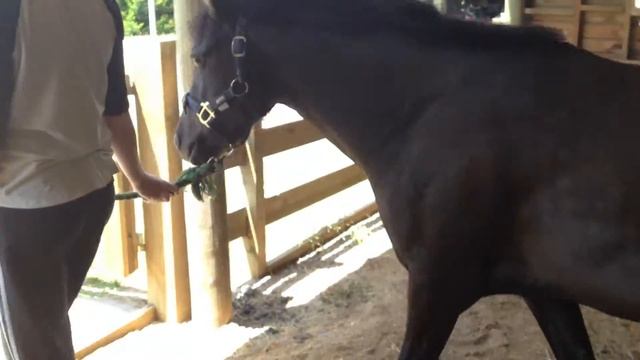 Owendale Pretty Polly2 смотреть онлайн