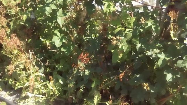 ЕЖЕВИКА,БЕЗ ПОДКОРМКИ ЯГОДА МЕЛКАЯ.