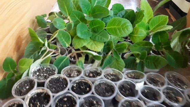 Глоксинии зимой. Как зимуют мои глоксинии? смотреть онлайн