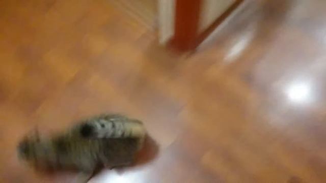 Кошмар для кошки смотреть онлайн