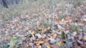 как вырастить мицелий из опят