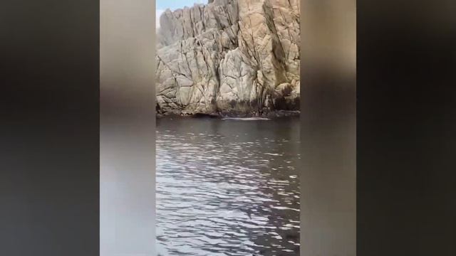 Водные процедуры медведя |дикая природа смотреть онлайн