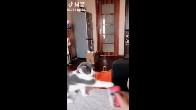 ОЧЕНЬ СМЕШНОЕ ВИДЕО С ЖИВОТНЫМИ 2019@VERY FUNNY VIDEO WITH ANIMALS 2019 смотреть онлайн