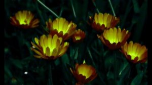 Я с Иисусом пройду