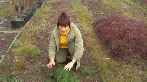 Надо ли укрывать голубику на зиму