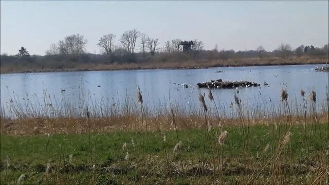 птичий рай на озере смотреть онлайн