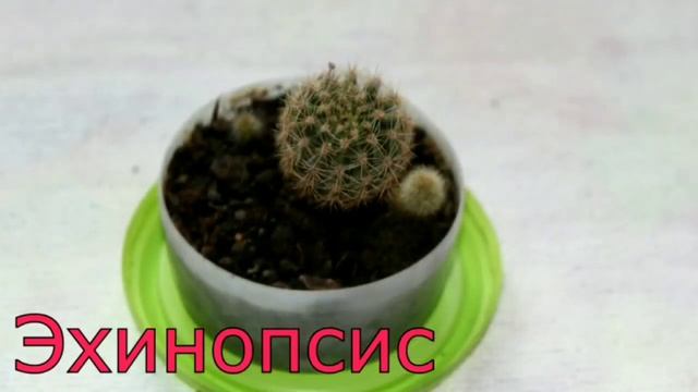 Комнатные_растения на букву Э смотреть онлайн