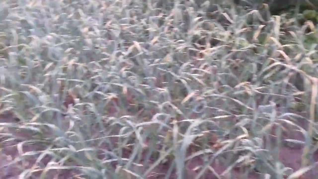 Обрываем стрелки на чесноке . смотреть онлайн