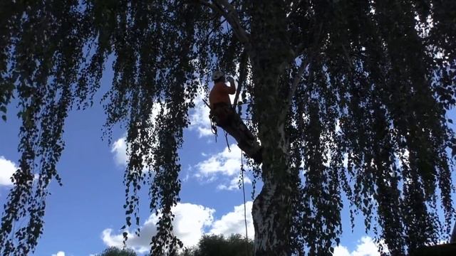 Приехали спилить дерево на участке в Юрьев Польском смотреть онлайн