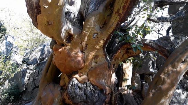 Бесстыдница