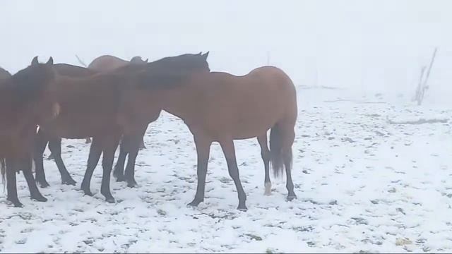Серх Ловит Лошадей смотреть онлайн