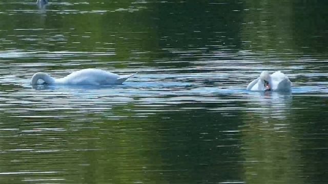 Прекрасный танец лебедей. Георгий и Айседора снова вместе. Гатчинский парк. Swans. смотреть онлайн