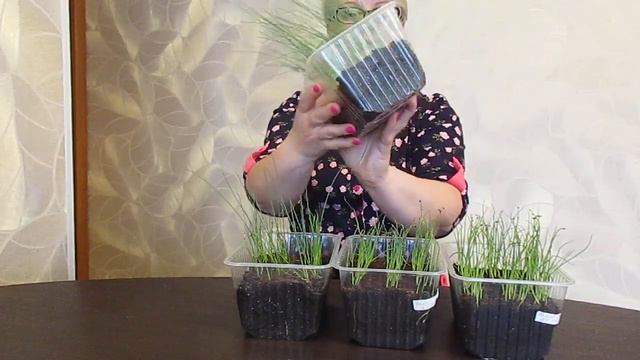 Правильный уход за рассадой лука в домашних условиях.22.03.2020 смотреть онлайн