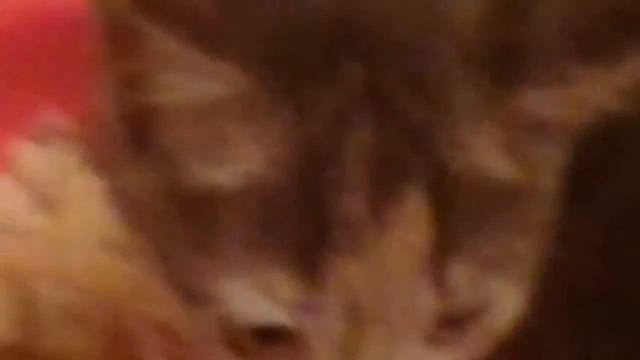 Милый котенок кушает смотреть онлайн