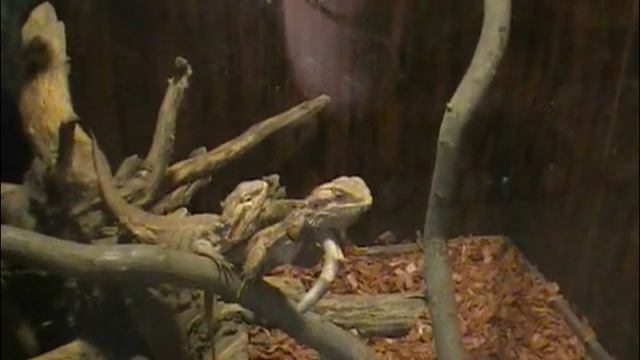 Выставка экзотических животных Экзотические животные