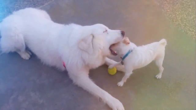 Funny backyard with Grace and Hopper смотреть онлайн