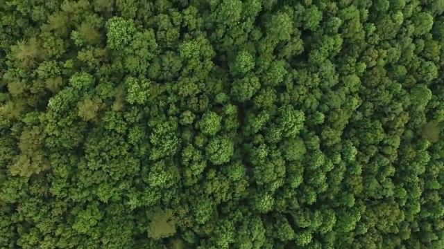 THE MOST WANTED NATURE SOUND EVER..Rain Forest Sounds With River, Wind & BirdsI THERAPY смотреть онлайн