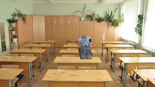 Урок английского. Мемные коты. Смешные видео.Funny videos. #teddycat #мемыскотами #funnyvideo #рек смотреть онлайн