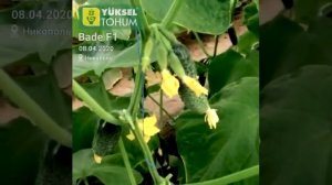 Огурец Баде F1. Опыт выращивания.