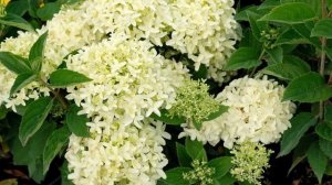 Гортензия метельчатая Редлайт (Hydrangea paniculata Redlight)