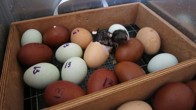 31.01.2023. Россия. Краснодарский край. Вылупление птенчиков. Гибрид орпингтонов и маранов. Часть 1 смотреть онлайн