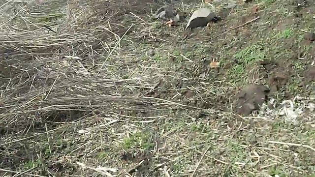 Шурф. Обзор места шурфления